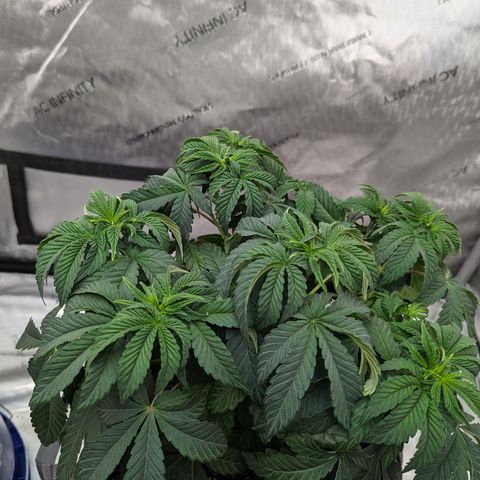 Permanent Marker x Gary Satan growlog timeline photo