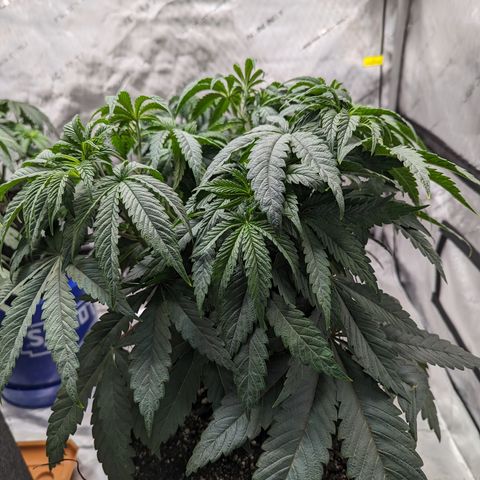 Permanent Marker x Gary Satan growlog timeline photo