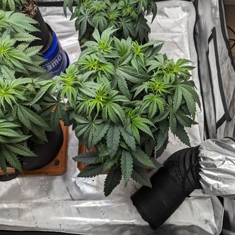 Permanent Marker x Gary Satan growlog timeline photo