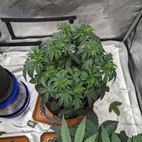 Permanent Marker x Gary Satan growlog timeline photo