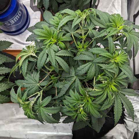 Permanent Marker x Gary Satan growlog timeline photo