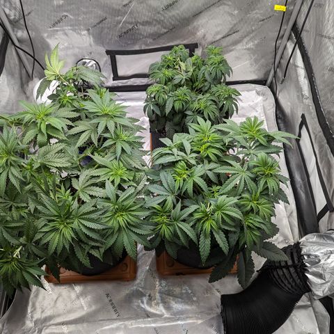 Permanent Marker x Gary Satan growlog timeline photo