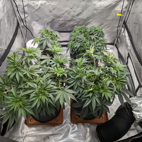 Permanent Marker x Gary Satan growlog timeline photo