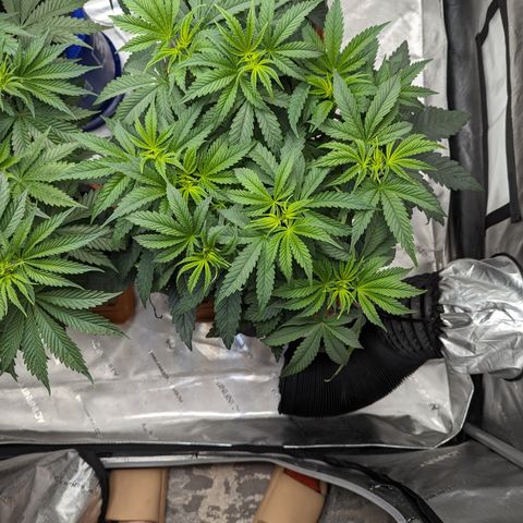 Permanent Marker x Gary Satan growlog timeline photo