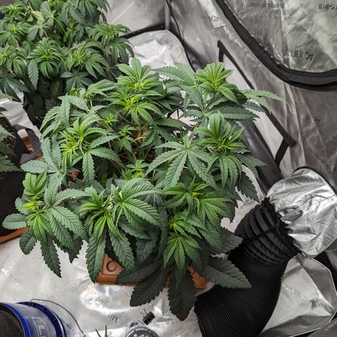 Permanent Marker x Gary Satan growlog timeline photo