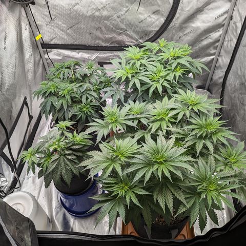 Permanent Marker x Gary Satan growlog timeline photo