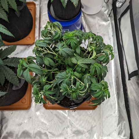 Permanent Marker x Gary Satan growlog timeline photo