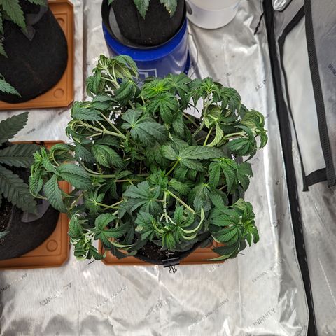 Permanent Marker x Gary Satan growlog timeline photo