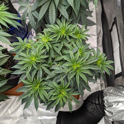 Permanent Marker x Gary Satan growlog timeline photo