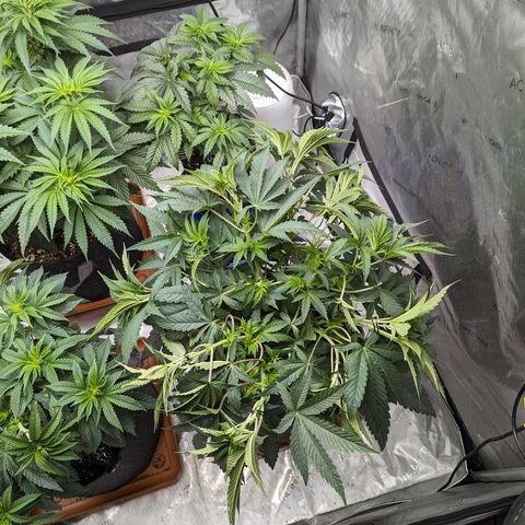 Permanent Marker x Gary Satan growlog timeline photo
