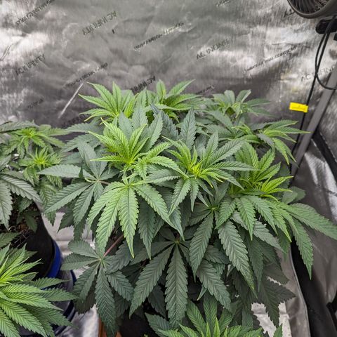 Permanent Marker x Gary Satan growlog timeline photo