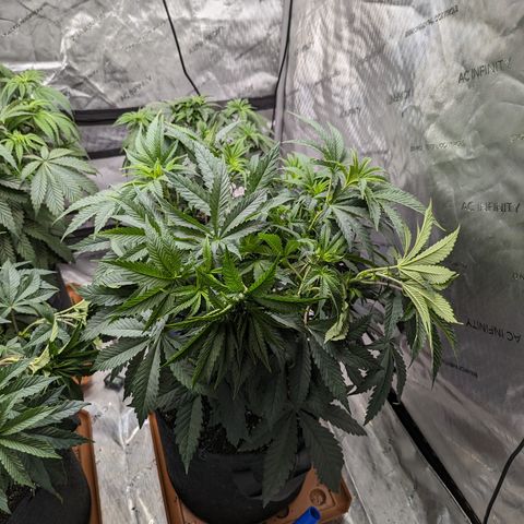 Permanent Marker x Gary Satan growlog timeline photo