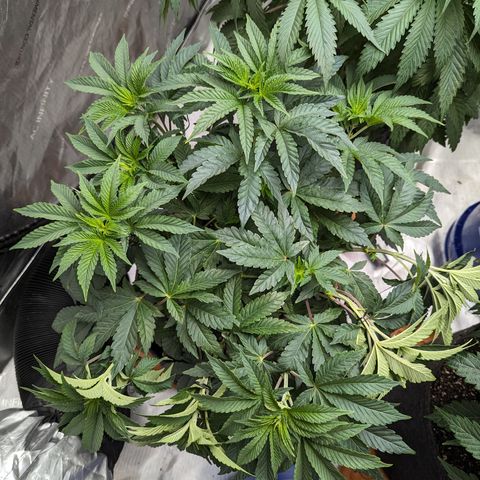 Permanent Marker x Gary Satan growlog timeline photo