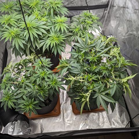 Permanent Marker x Gary Satan growlog timeline photo