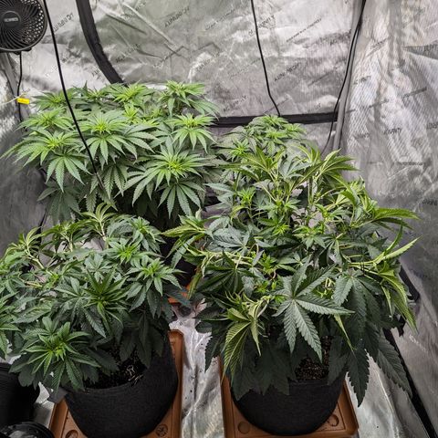 Permanent Marker x Gary Satan growlog timeline photo