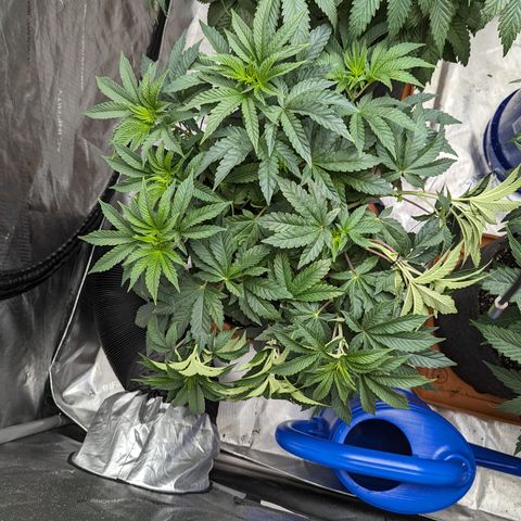 Permanent Marker x Gary Satan growlog timeline photo