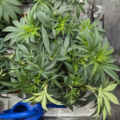 Permanent Marker x Gary Satan growlog timeline photo