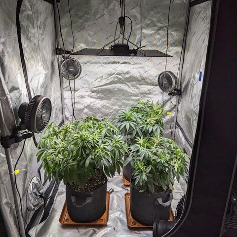 Permanent Marker x Gary Satan growlog timeline photo