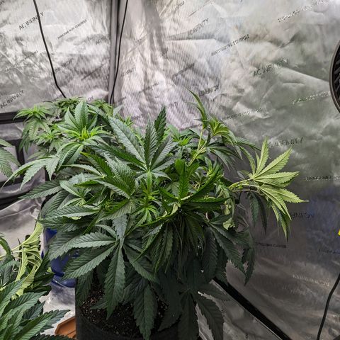 Permanent Marker x Gary Satan growlog timeline photo
