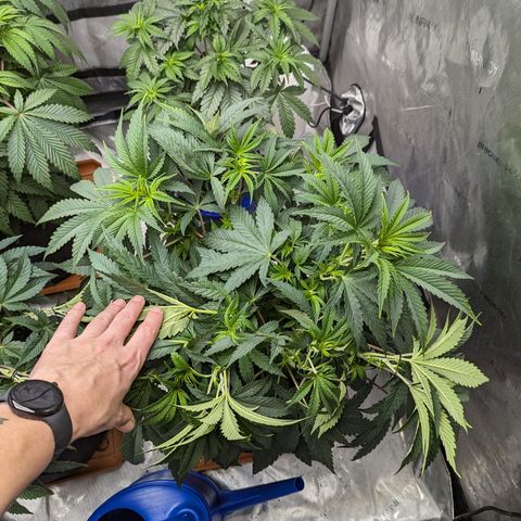 Permanent Marker x Gary Satan growlog timeline photo