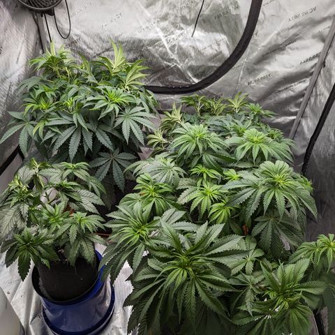 Permanent Marker x Gary Satan growlog timeline photo