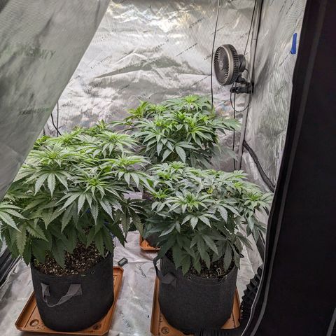Permanent Marker x Gary Satan growlog timeline photo
