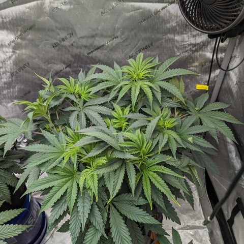 Permanent Marker x Gary Satan growlog timeline photo