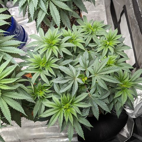 Permanent Marker x Gary Satan growlog timeline photo