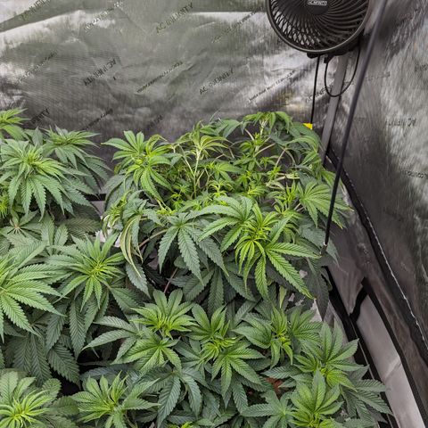 Permanent Marker x Gary Satan growlog photo: Large plant nutrients only 