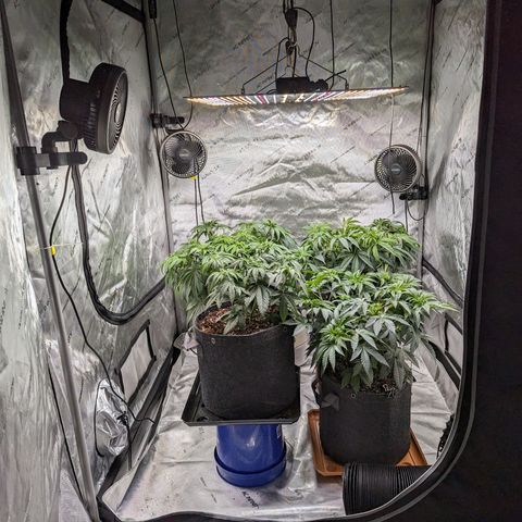 Permanent Marker x Gary Satan growlog photo: Large plant nutrients only 