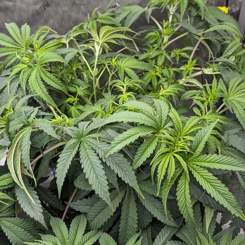 Permanent Marker x Gary Satan growlog photo: Large plant nutrients only 