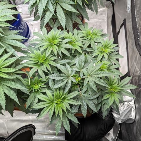 Permanent Marker x Gary Satan growlog timeline photo