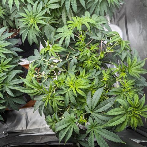 Permanent Marker x Gary Satan growlog photo: Large plant nutrients only 