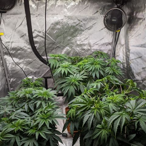 Permanent Marker x Gary Satan growlog photo: Large plant nutrients only 
