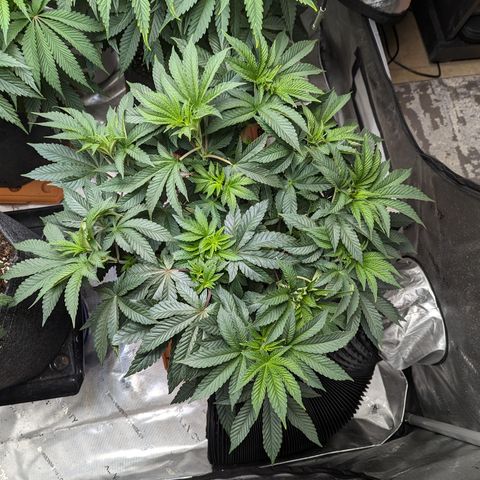 Permanent Marker x Gary Satan growlog timeline photo