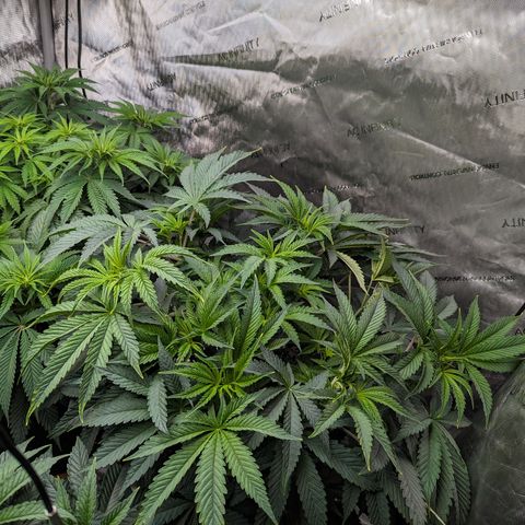 Permanent Marker x Gary Satan growlog timeline photo