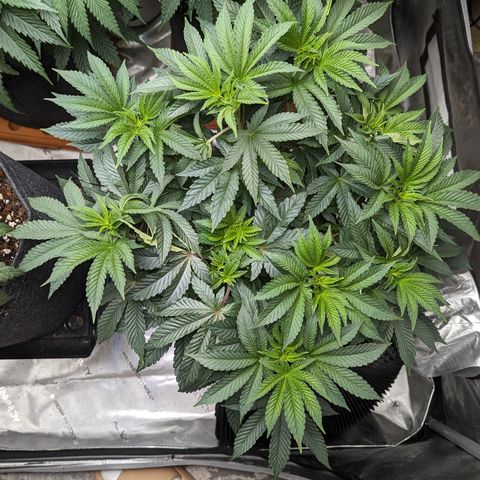 Permanent Marker x Gary Satan growlog timeline photo