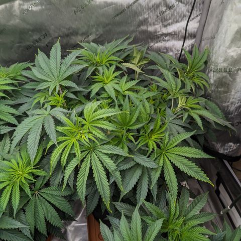 Permanent Marker x Gary Satan growlog timeline photo