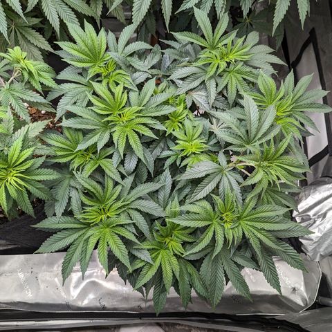 Permanent Marker x Gary Satan growlog timeline photo