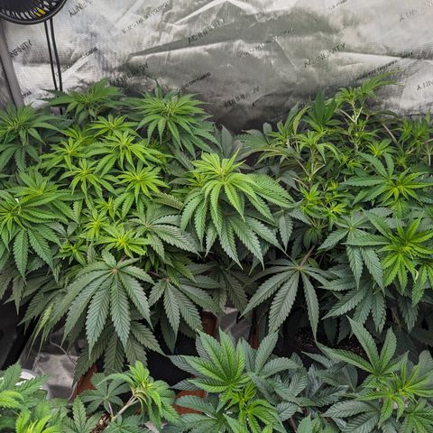 Permanent Marker x Gary Satan growlog timeline photo