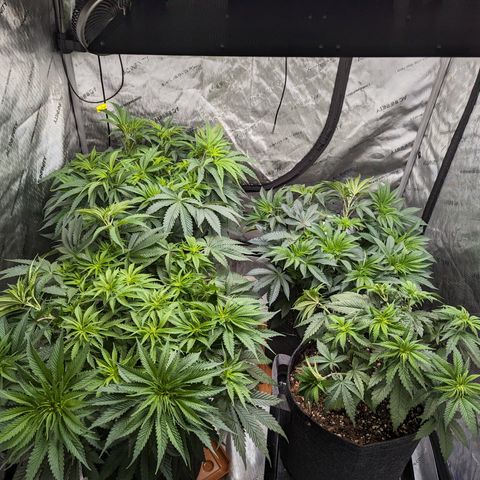 Permanent Marker x Gary Satan growlog timeline photo