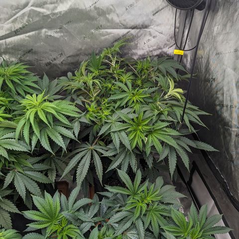 Permanent Marker x Gary Satan growlog timeline photo