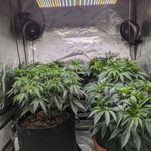Permanent Marker x Gary Satan growlog timeline photo