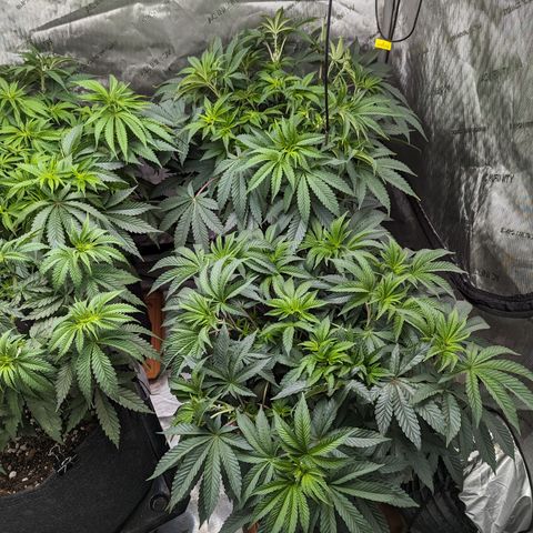 Permanent Marker x Gary Satan growlog timeline photo