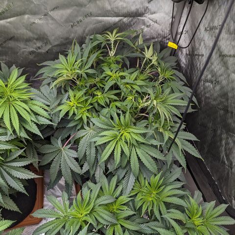 Permanent Marker x Gary Satan growlog timeline photo