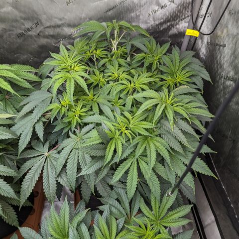 Permanent Marker x Gary Satan growlog timeline photo