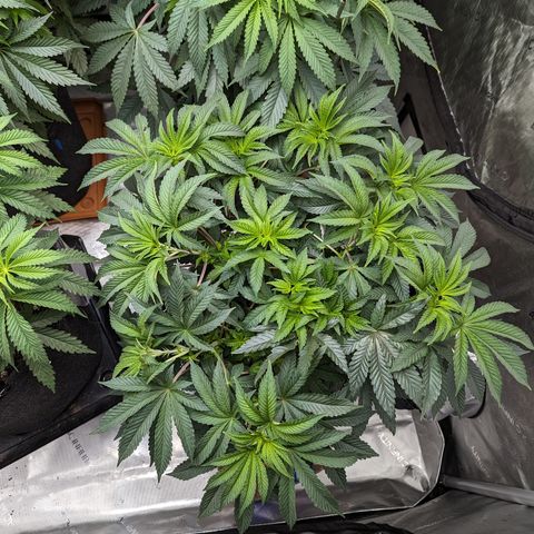 Permanent Marker x Gary Satan growlog timeline photo