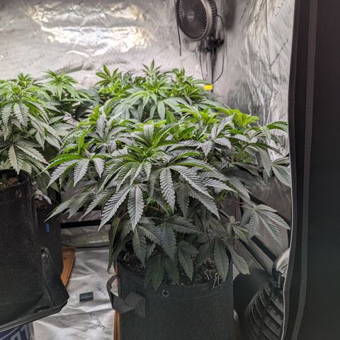 Permanent Marker x Gary Satan growlog timeline photo