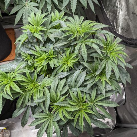 Permanent Marker x Gary Satan growlog timeline photo