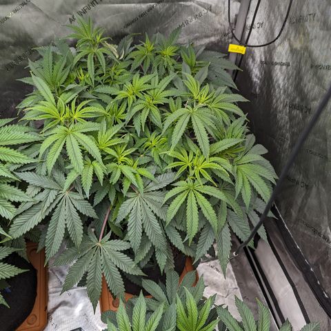 Permanent Marker x Gary Satan growlog timeline photo